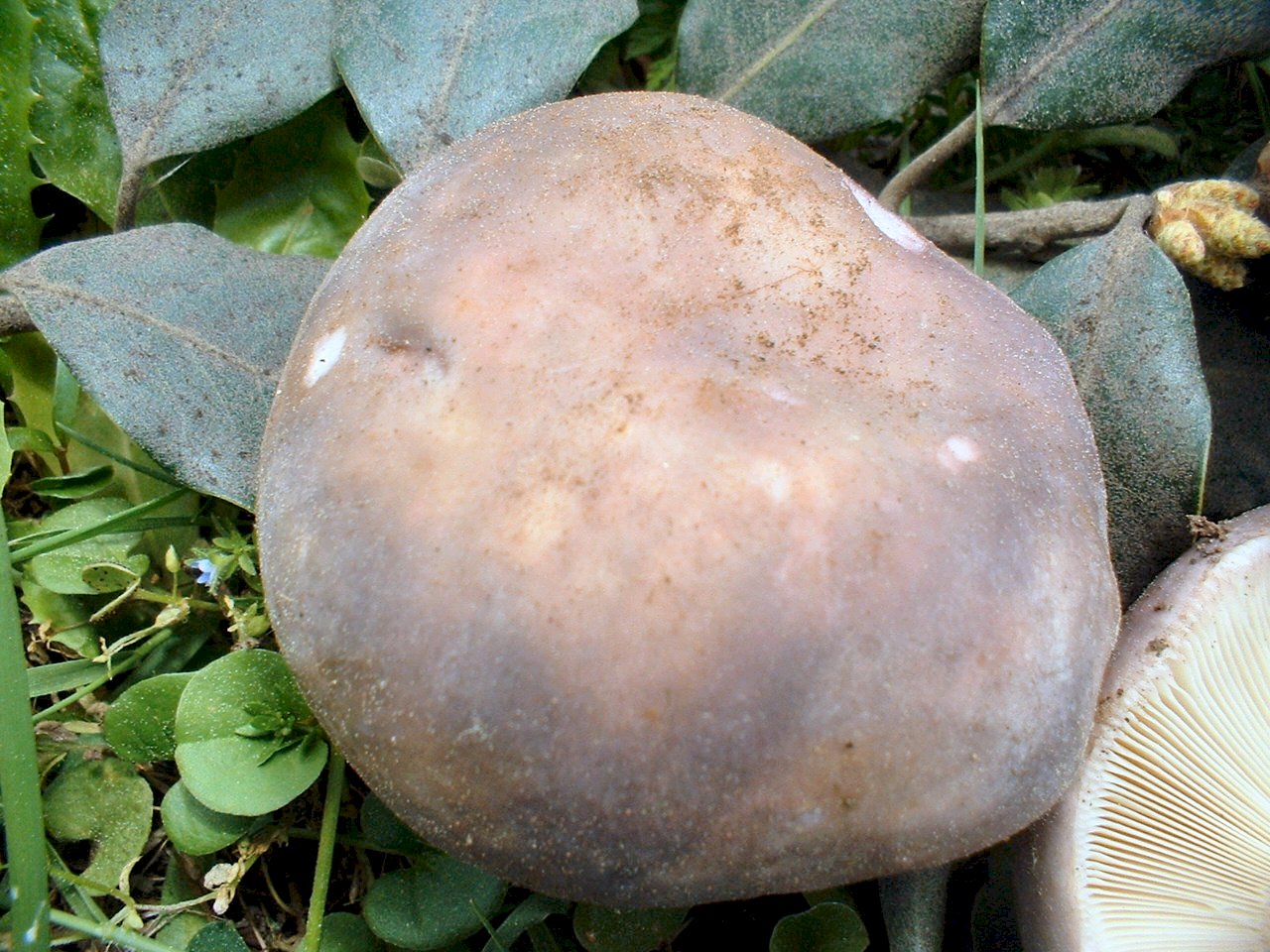russula cyanoxantha..........forse